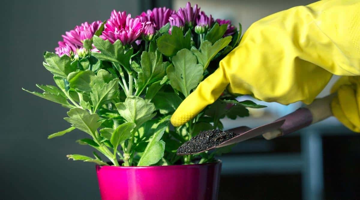 10 Tips For Keeping Your Fall Chrysanthemums Alive This Season