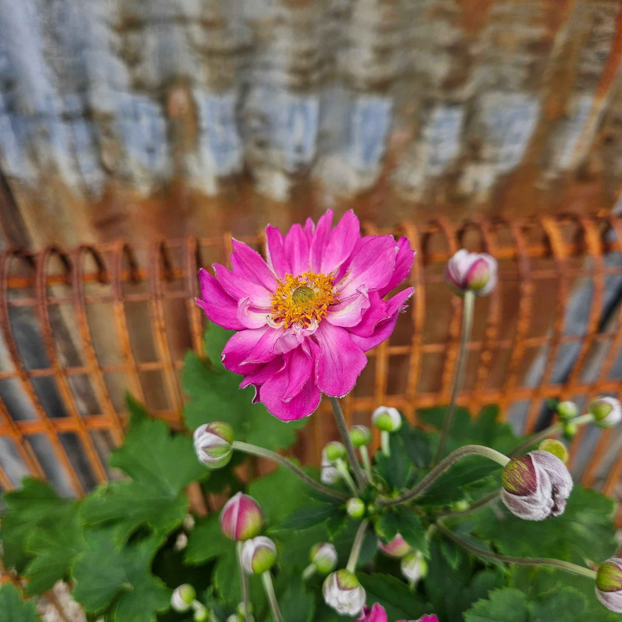 Anemone 'Curtain Call Pink' - Curtain Call Pink Japanese Hybrid Anemon –  Brock Road Nursery Garden Centre & Gift Shoppe