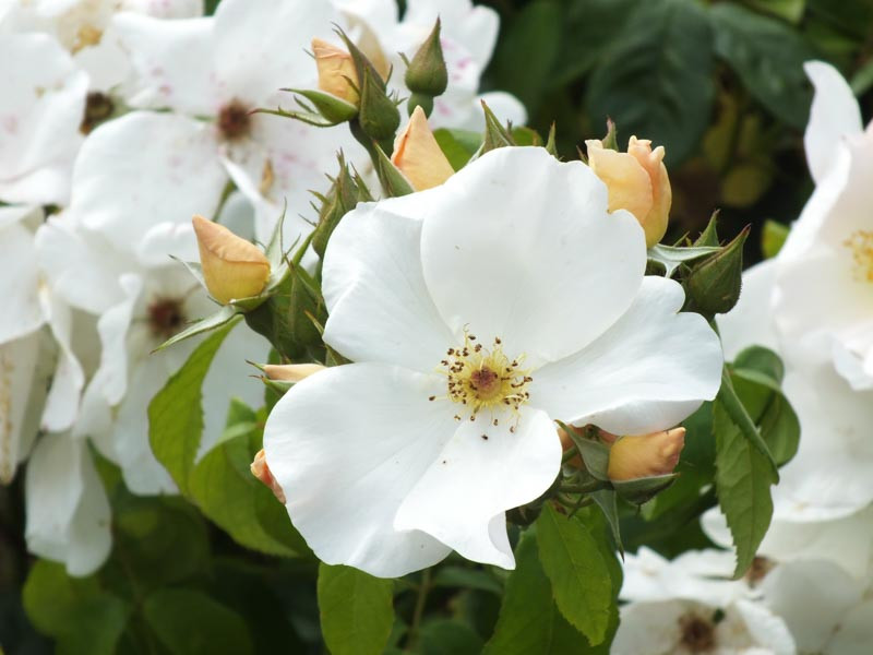 Rosa 'Sally Holmes' (Climbing Rose)