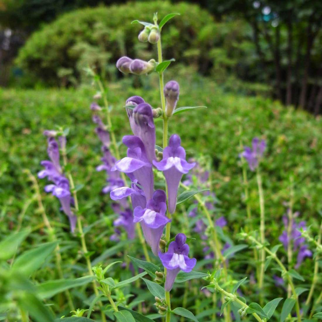 SKULLCAP Root Dried ORGANIC Bulk Herb,Scutellaria baicalensis Radix | eBay