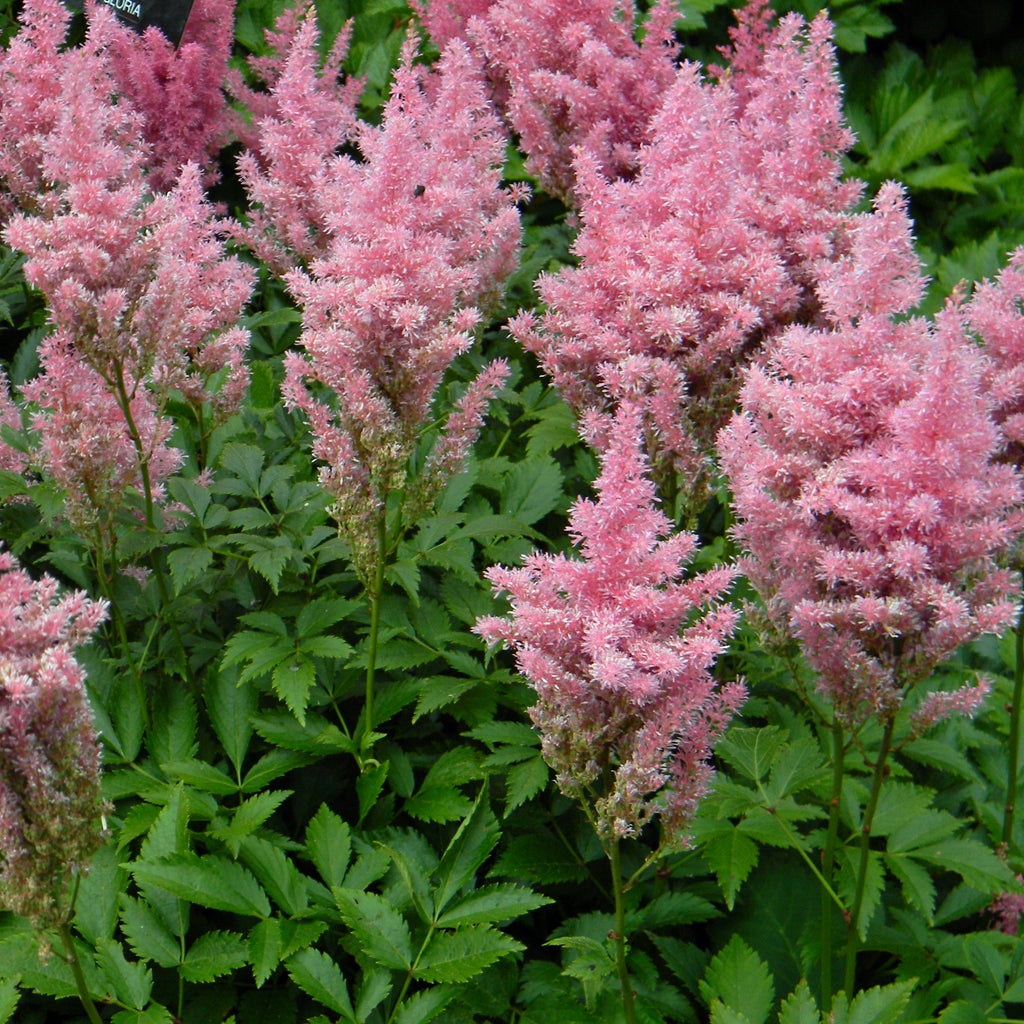 Astilbe 'Gloria' | Marwood Hill Gardens