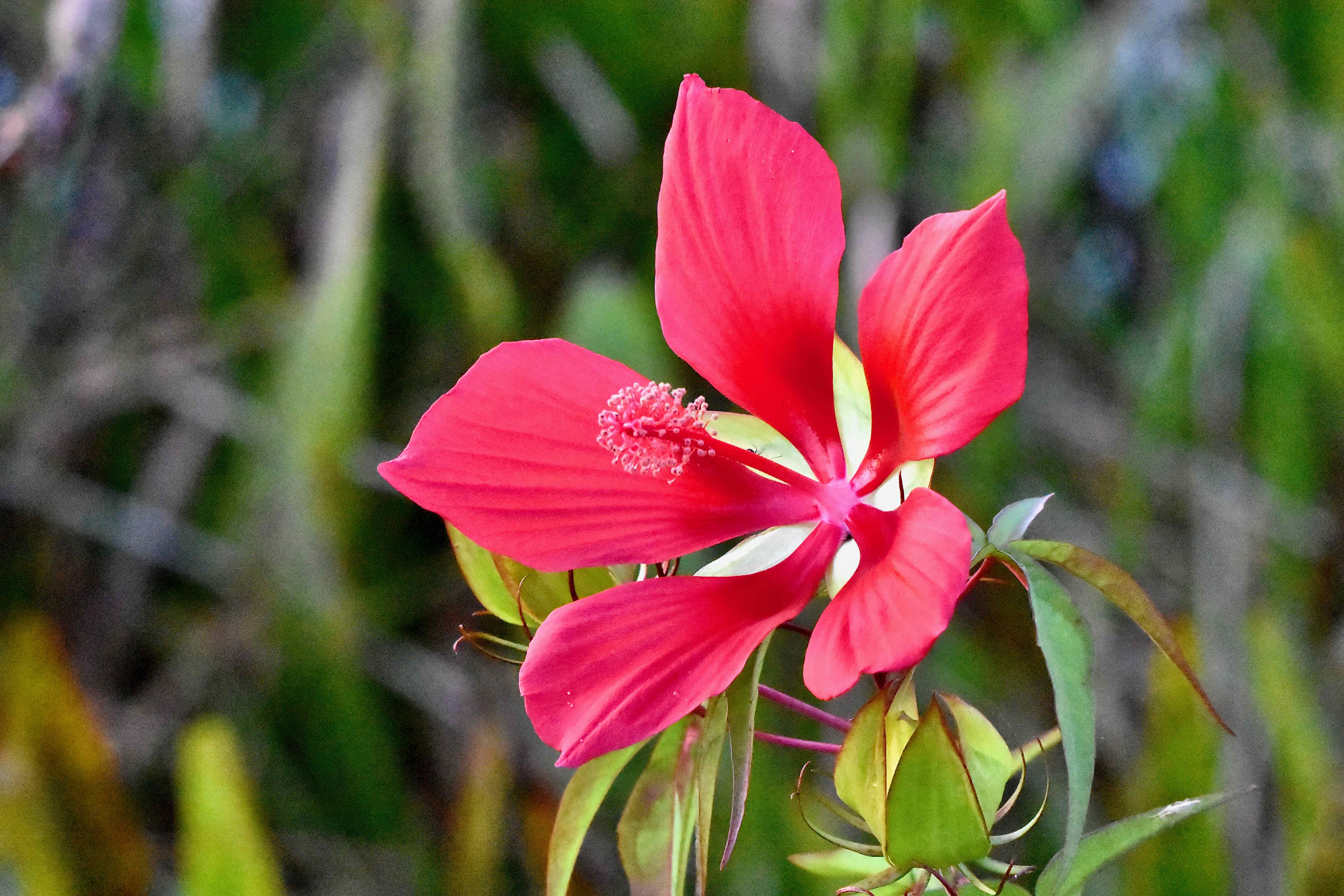 Beautiful Mallow Rose Varieties to Plant in October