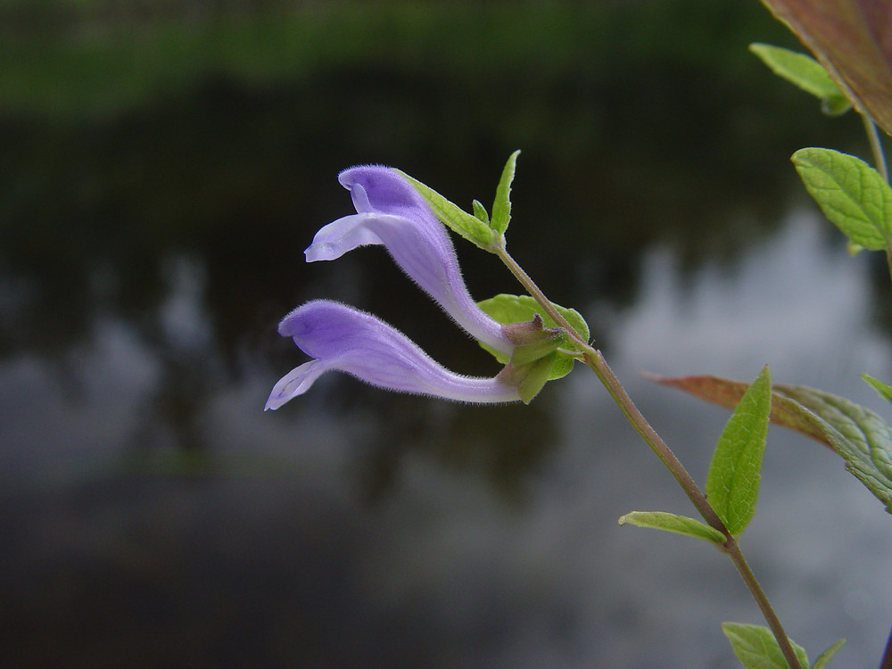 Scutellaria galericulata (hooded skullcap): Go Botany