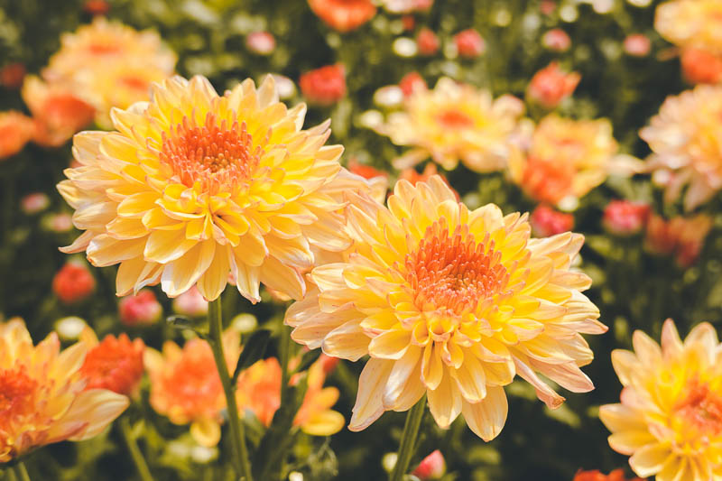 How to Repot Chrysanthemums in 9 Simple Steps