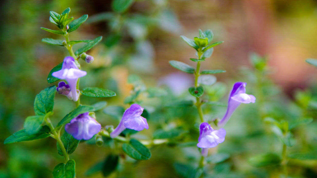 Skullcap: Benefits, Side Effects, and Dosage