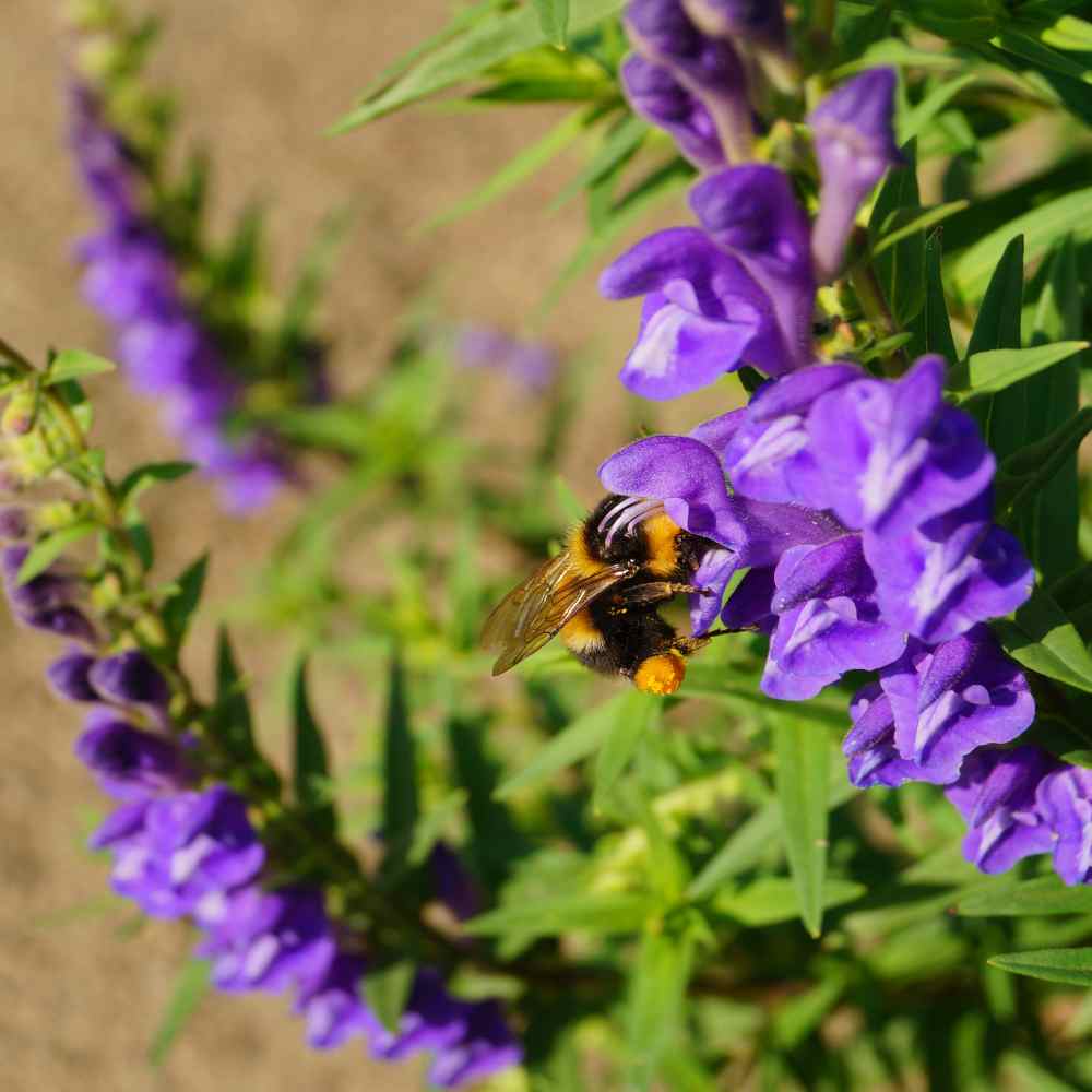 Skullcap Seeds - Baical Skullcap Herb Seed