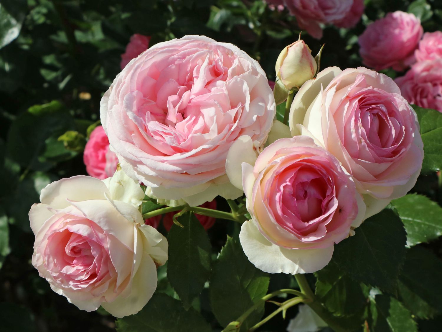 Strauchrose 'Eden Rose 85' ® - Schönste Rosen & Expertenwissen