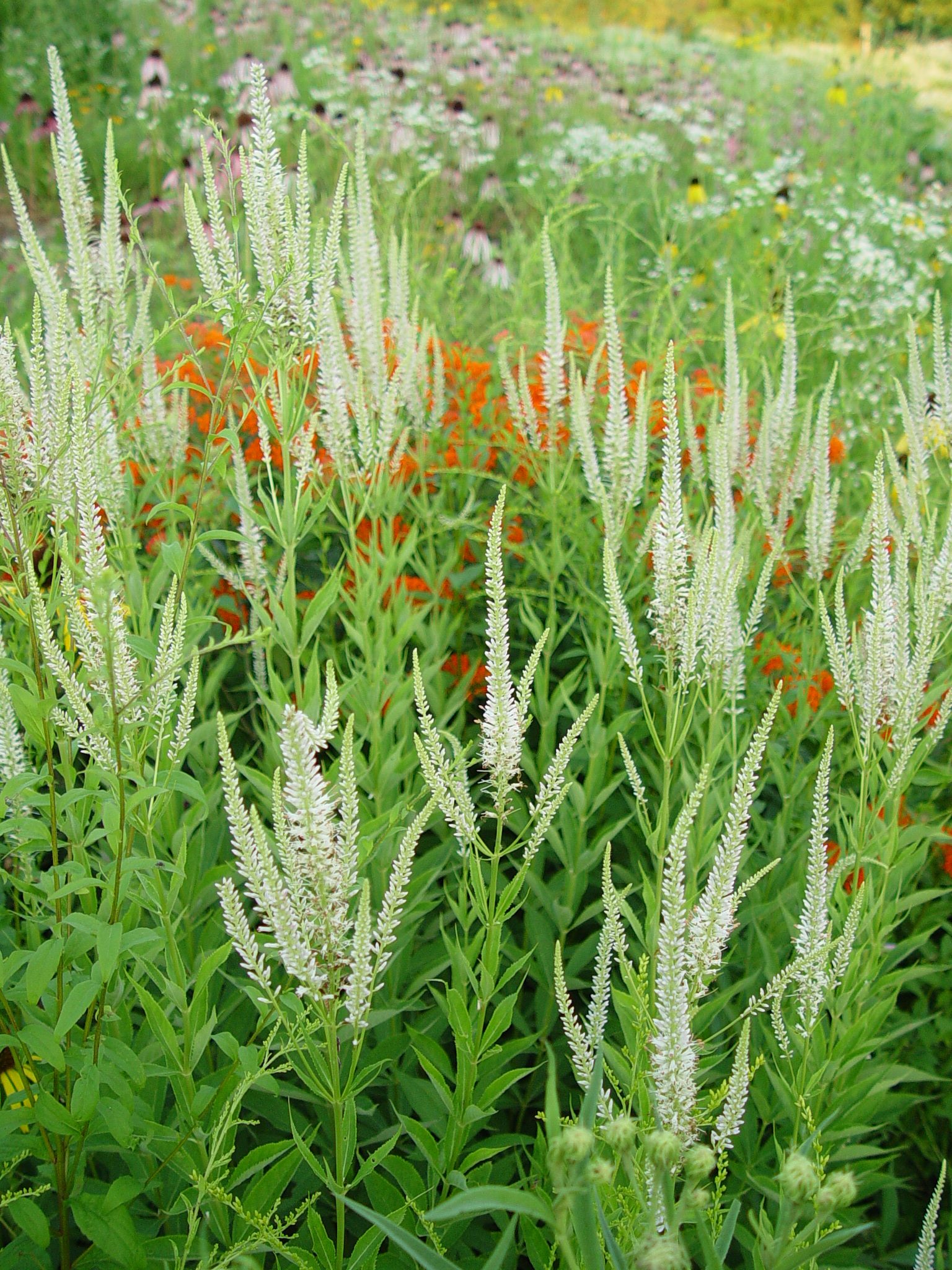 Culver's Root | Hamilton Native Outpost