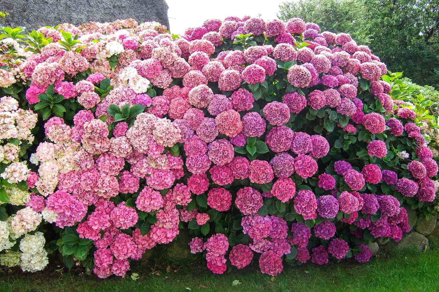 How to Deadhead Hydrangeas