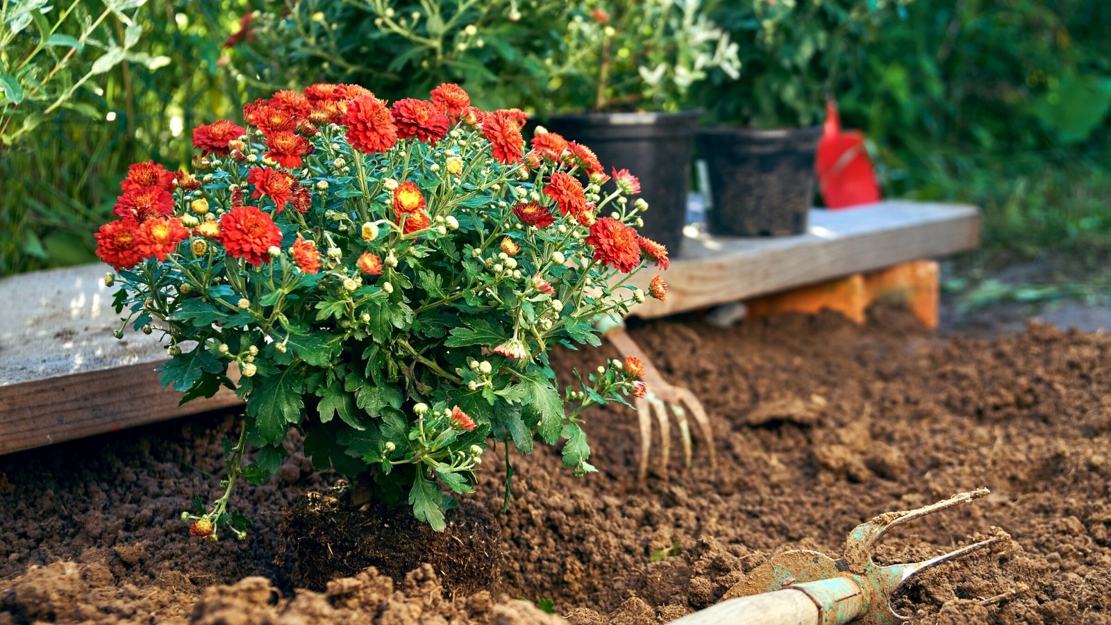 When is the Best Time to Plant Fall Mums?