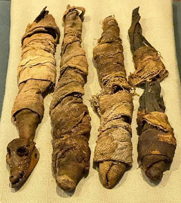 Mummified Baby Crocodiles: A Legacy of Spirituality and Art in Ancient Egypt