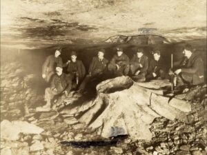 Astonishing Discovery: A Petrified Tree Stump in a Coal Mine in 1918