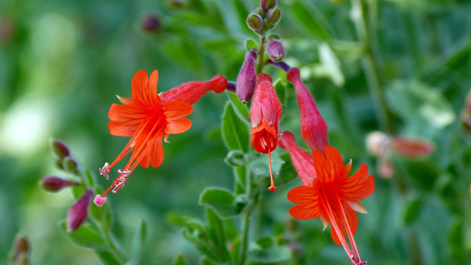 Growing and Caring for California Fuchsia: A Gardener’s Guide