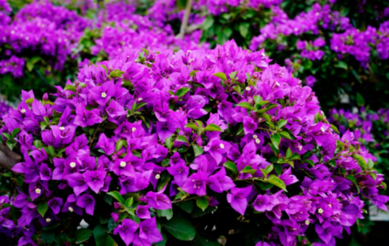 The Purple Bougainvillea: A Symbol of Elegance and Vibrancy