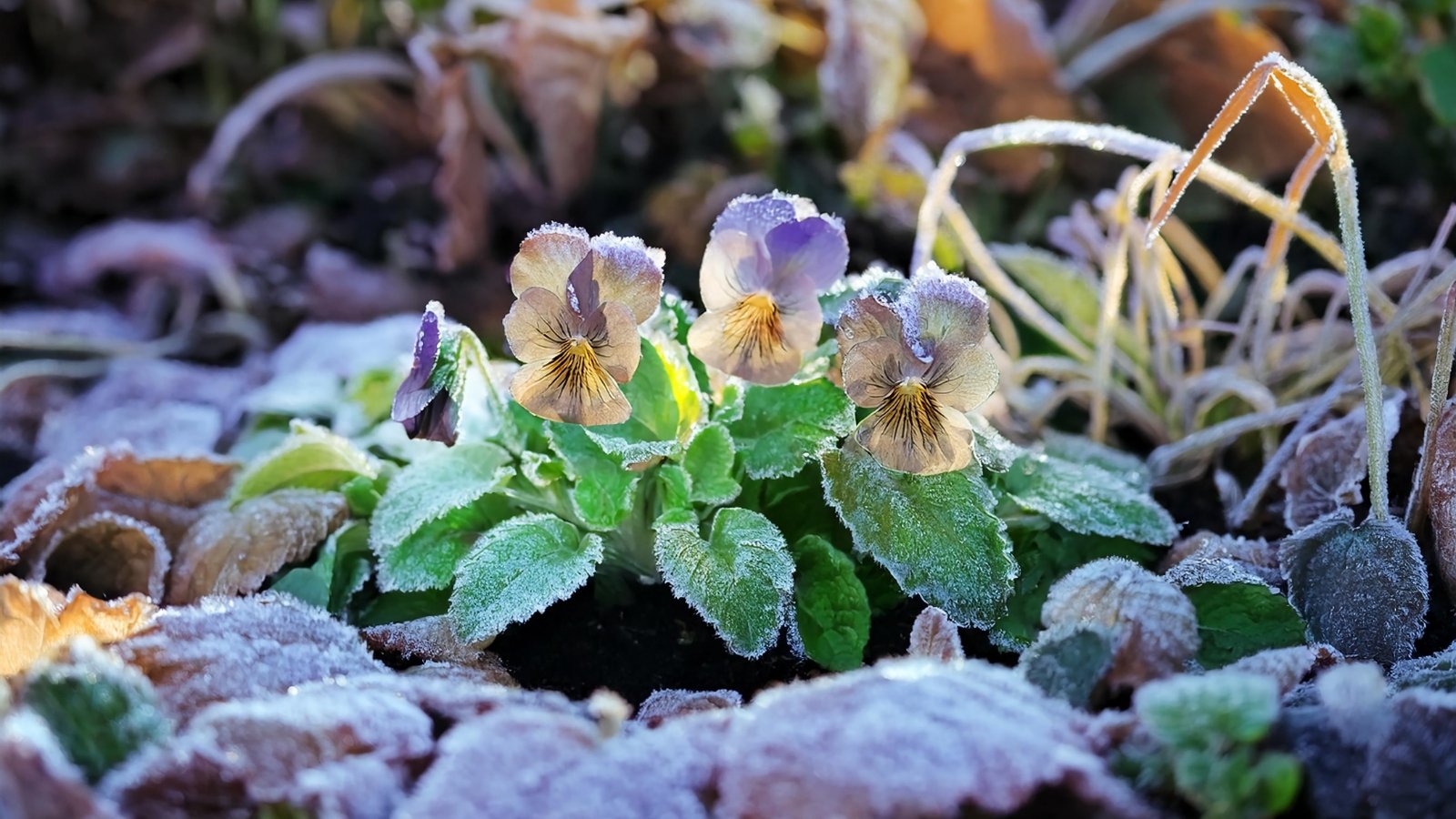 Overwintering Pansies: A Step-by-Step Guide