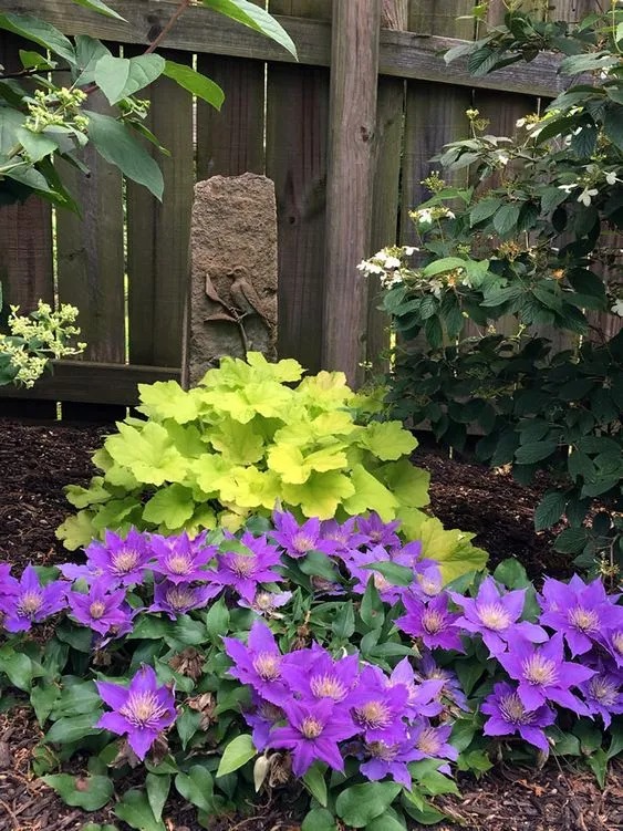 Care Tips for Thriving Clematis Plants