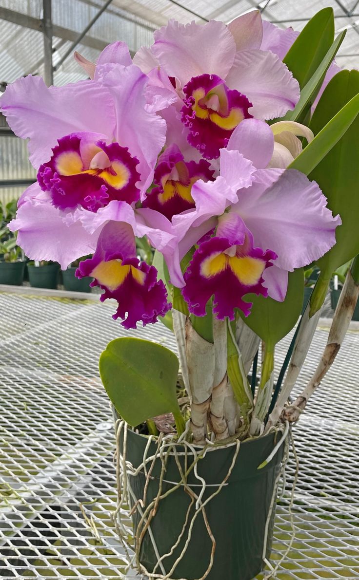 Orchids: The Exquisite Beauty of Nature